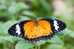 Plain Tiger - Danaus chrysippus