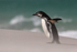 Magellanic Penguin shaking head, Falklands
