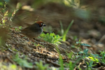 Cabanis’s Ground-Sparrow portfolio