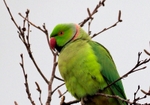 Ring-necked Parakeet