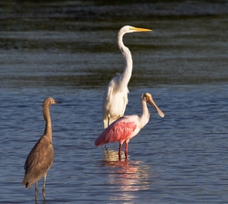 Roseate Spoonbil _0016