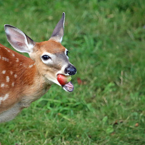 A fawn munches down a juicy August apple.