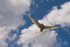 Arctic Tern