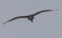 Spoonbill fledgling flying
