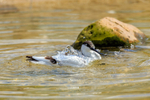 avocet Recurvirostra avosetta-5606