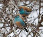 Blue Waxbill duo