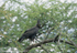 Long- crested eagle