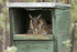 Long-eared Owl
