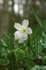 Wood Sorrel
