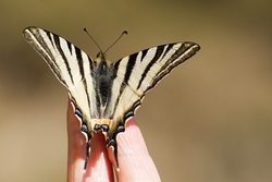 Scarce Swallowtail