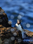 Rockhopper Penguin & sea spray highlights, Bleaker Island, Falklands