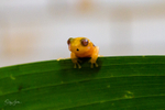 17 Tiny Golden Frog on leaf 4