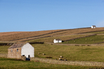 Three Barns