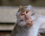 Long-tailed Macaque portrait, Ubud Sacred Monkey Forest, Bali