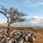 Conistone Lone Tree