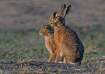 Brown Hares