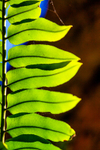 Fern-1396