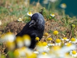 Jackdaw