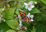 Small Tortoiseshell