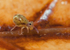 Dicyrtomina saundersi