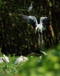 Asian Openbill slowing to land, Gao Giong, Vietnam