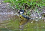 Great Tit