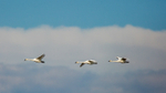 On the Wings of Heaven