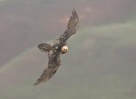 Bearded vulture