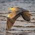 BBH-06-Early Evening Flight