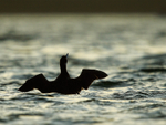 Great Northern Diver silhouette, Farmoor Reservoir