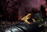 Common toad, Bristol UK