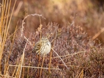 Meadow Pipit