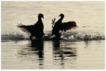 Sparring Coots