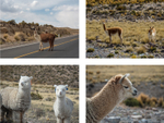 Road side Wool