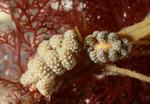 Doto fragilis