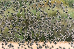 Starlings