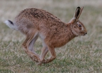 Brown Hare