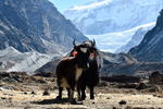 Yak and Kambachem