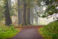 #3  Donadea Path