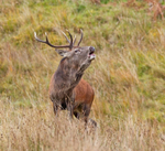 Red Deer - Cervus elaphus