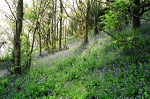 Bluebell carpet