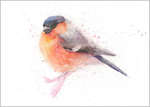Limited print of BULLFINCH watercolour 316