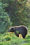 Sunrise Bear
