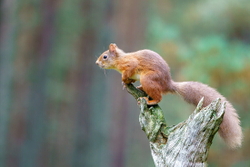 Red Squirrel about to Leap