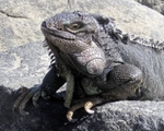 Iggy the Iguana