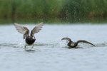 Long-tailed Ducks squabbling, Iceland