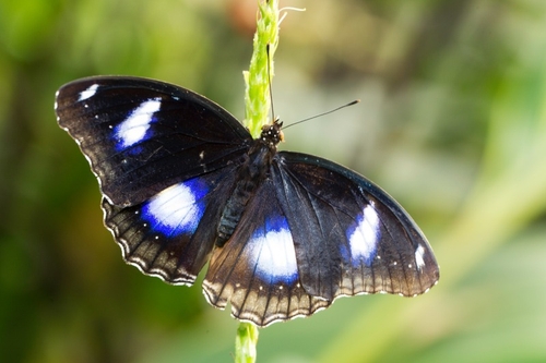 The Great Eggfly (Hypolimnas bolina), also called the Blue Moon Butterfly in New Zealand or Common Eggfl is a species…