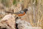 Spotted Towhee, Bosque del Apache, New Mexico