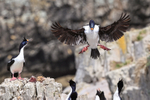 Imperial Shag landing at colony, Cape Bougainville, Falklands