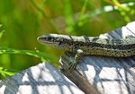 Common Lizard